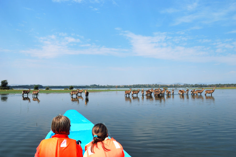 Naivasha-boat-safari-waterbuck-1.jpg