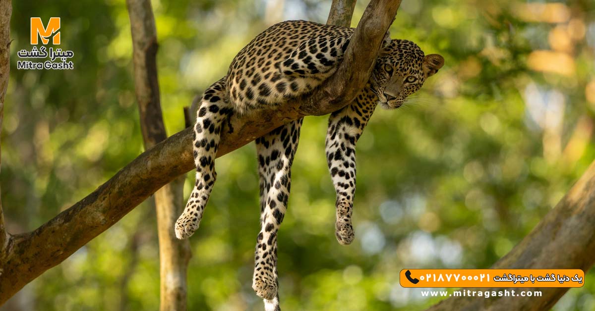 kenya-mitragasht (10).jpg