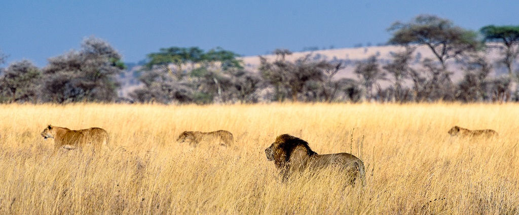 4 day masai mara safari kenya.jpg