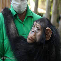 انتقال «باران» شامپانزه باغ وحش پارک ارم به کنیا