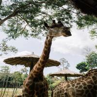 پارک‌های ملی کنیا | بهشت حیات‌وحش آفریقا