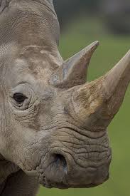 تجربه بی‌نظیر سفر به کنیا راهنمای جامع تور کنیا